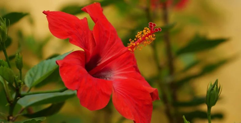 Seasonal Flowers for Poolajada: Perfect Blooms for Every Month 8 Seasonal Flowers for Poolajada: Perfect Blooms for Every Month-Hibiscus (Japa Pushpa)